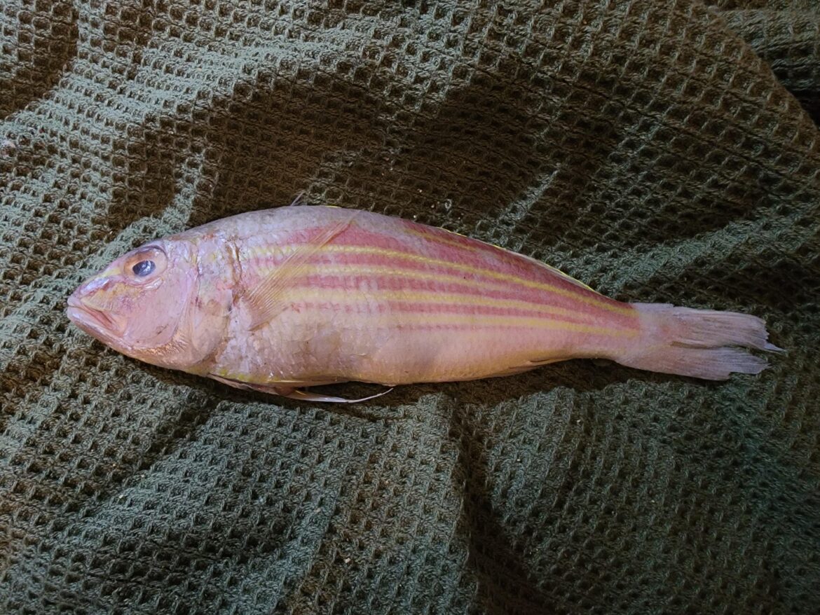 Any good bream recipes?