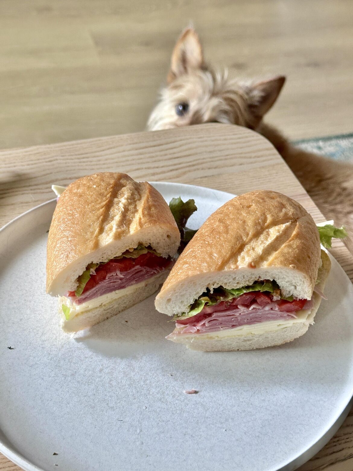 Lunch: French Jambon, provolone, heirloom tomatoes and lettuce with Dijon and pepper spread on French roll