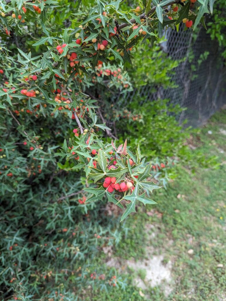 Some more literal Austin food I came across this week. Agarita fruit, wild onion, blackberry(?)