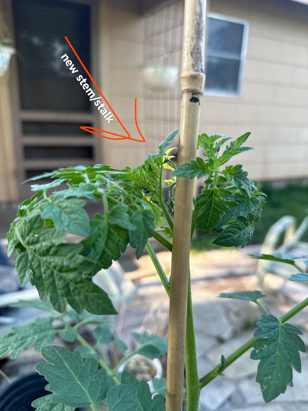 Cherry Tomato leaves curling… backwards?? inwards?? Dining and Cooking