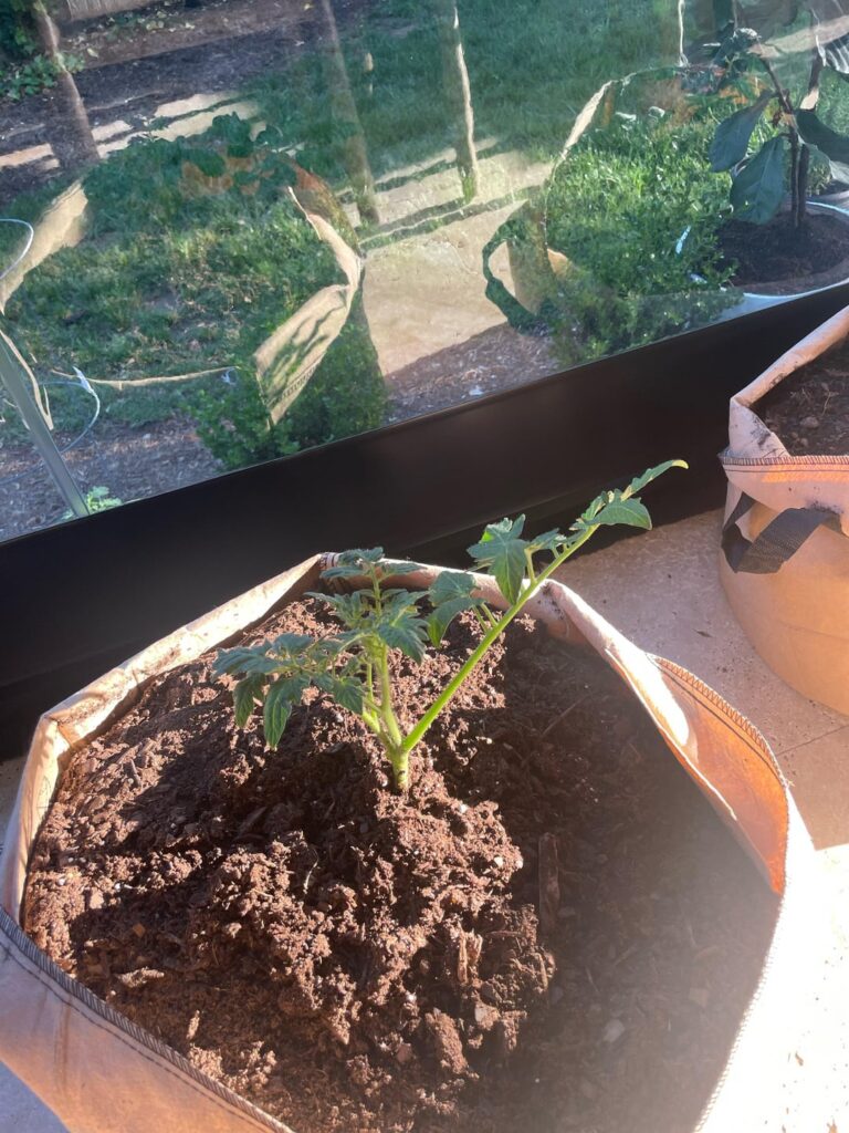 Do these tomato plants look ok? They aren’t really growing but also don’t look terrible?