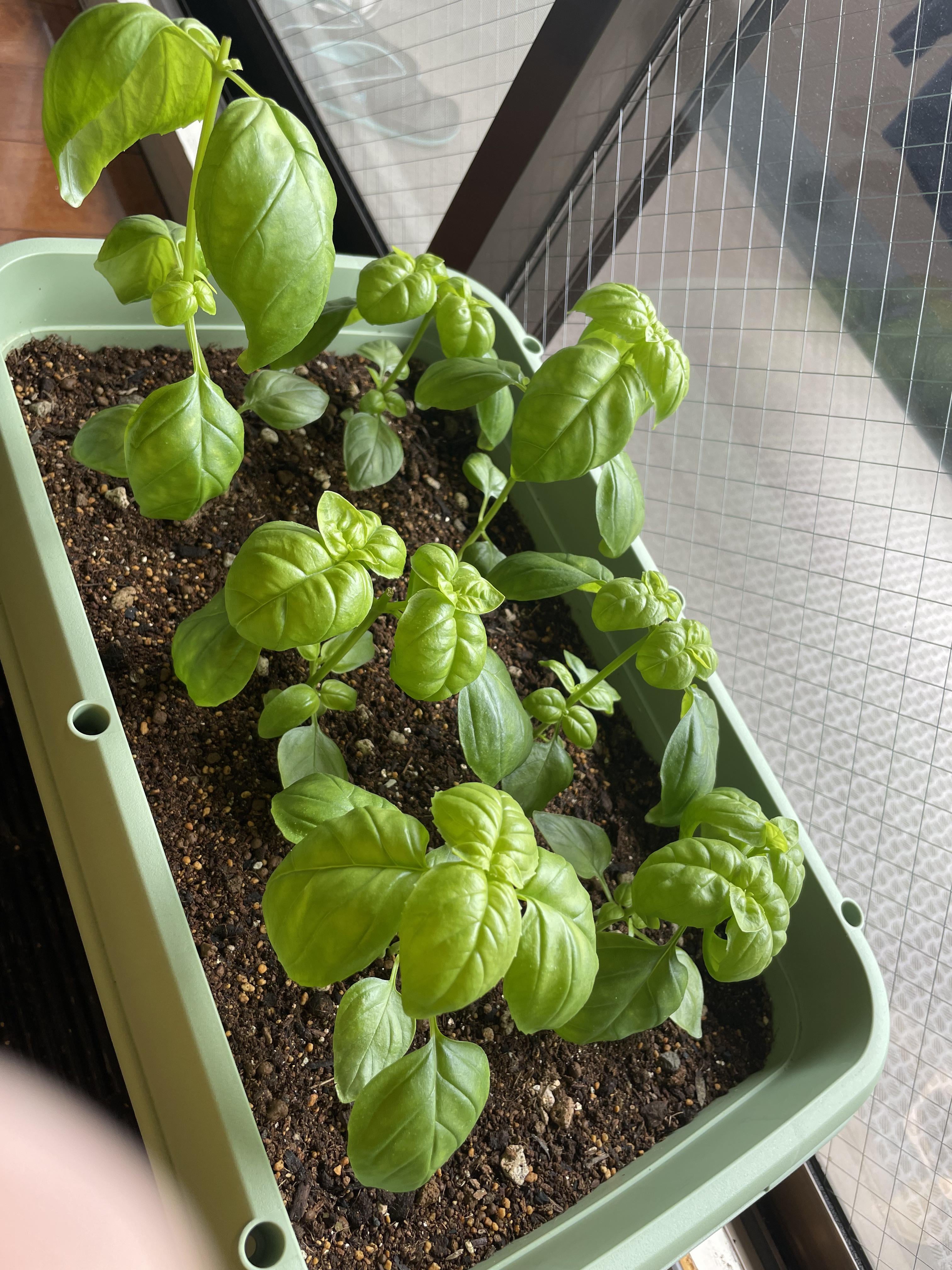 When do you fertilize basil? Dining and Cooking