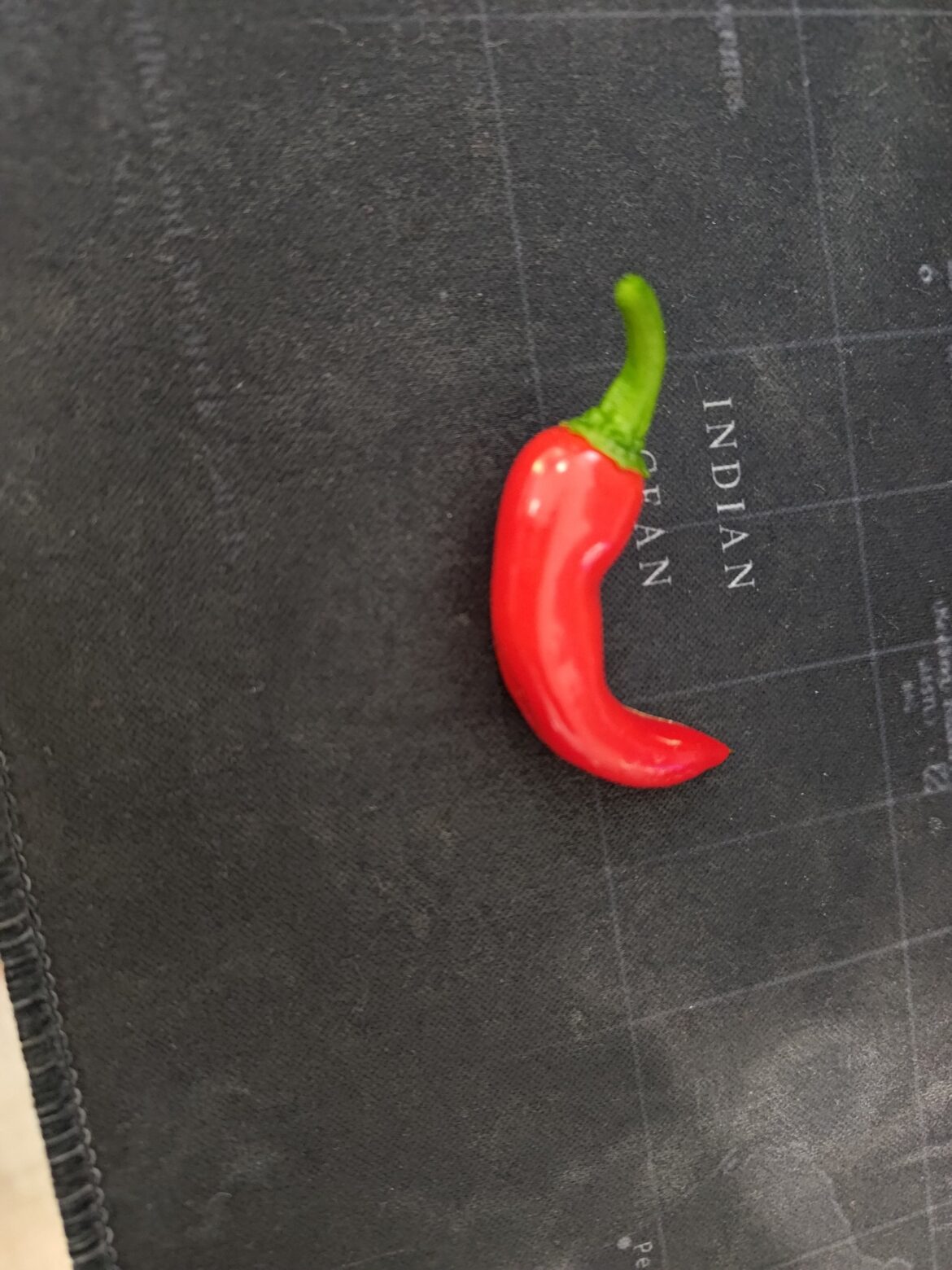 Chilli ID?