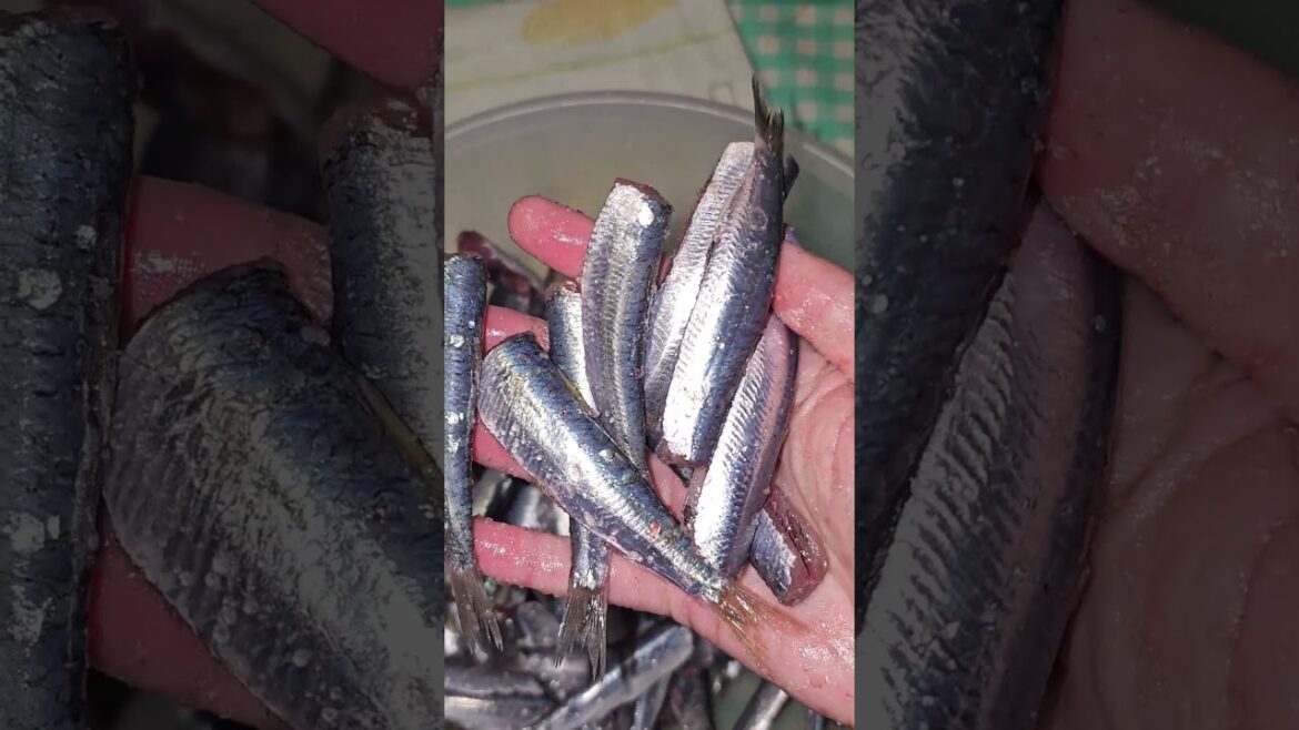 Sardines fried in lard, a quick lunch or snack Sardines fried in lard, a quick lunch or snack