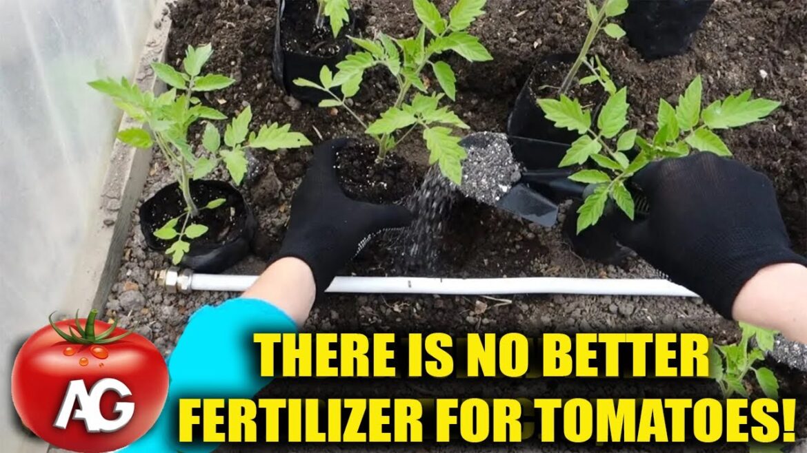There is no better fertilizer for tomatoes! Bring it in when planting seedlings