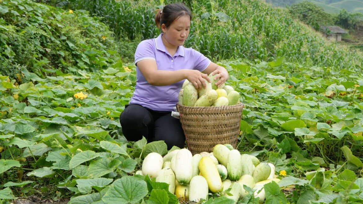 Harvest the vegetable garden to feed the ducks, go to the market to sell agricultural products Harvest the vegetable garden to feed the ducks, go to the market to sell agricultural products
