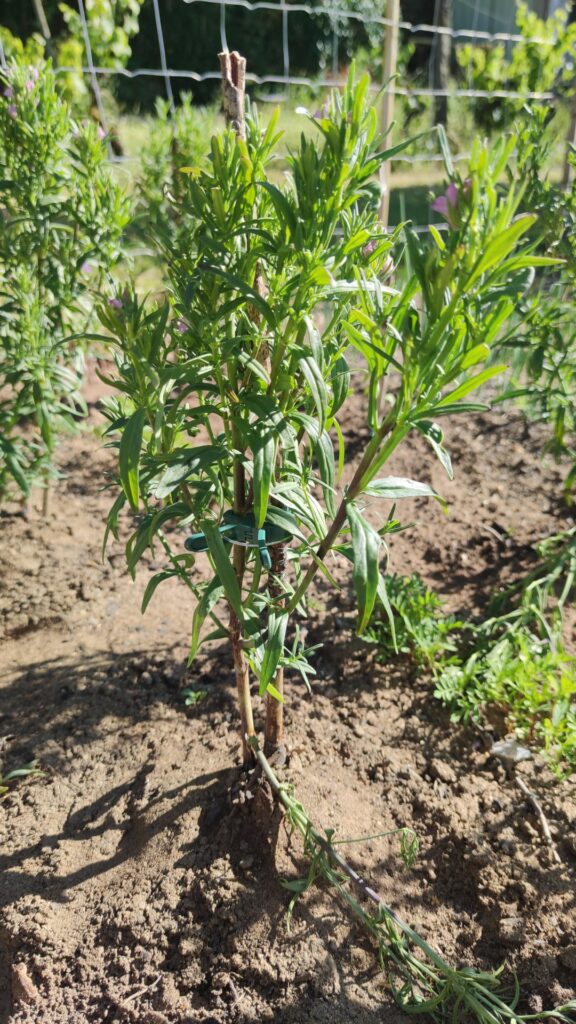 Branches falling off