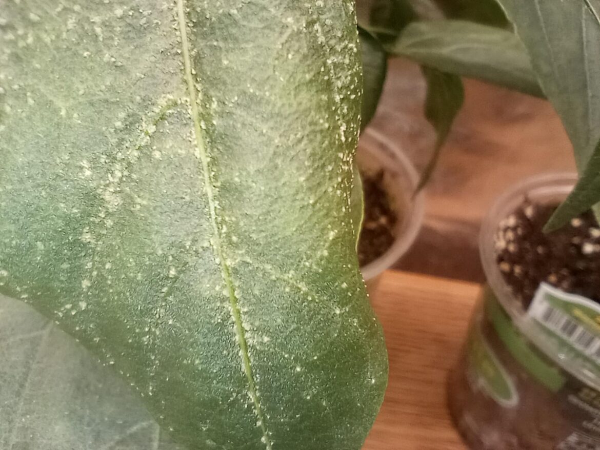 Are these little white bumps on some of my pepper leaves normal?