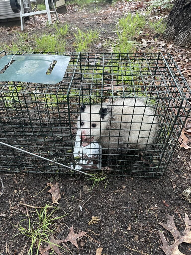 That’s not the pea eating wood chuck