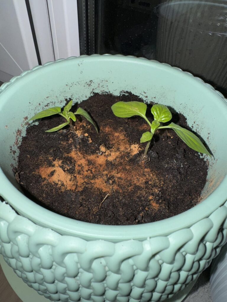 Slow growth (1 month progress)