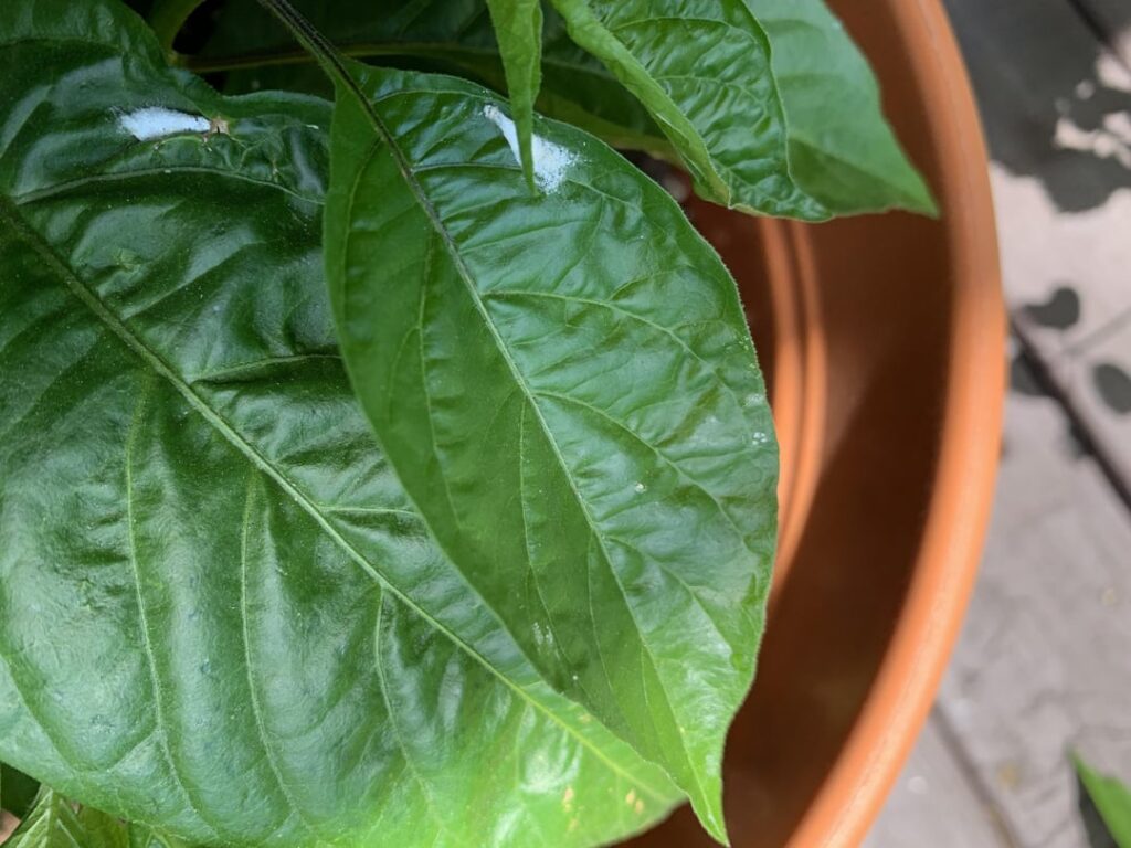 Weird white stuff/mold on Datil Pepper Plant