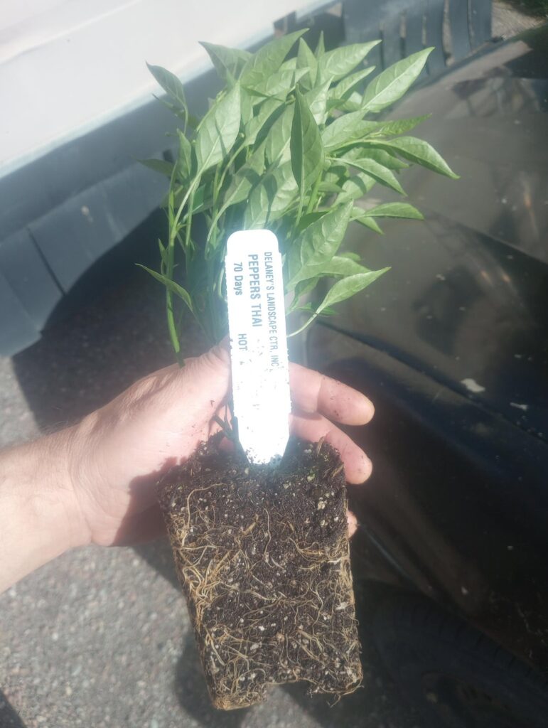 Advice needed for growing Thai dragon peppers