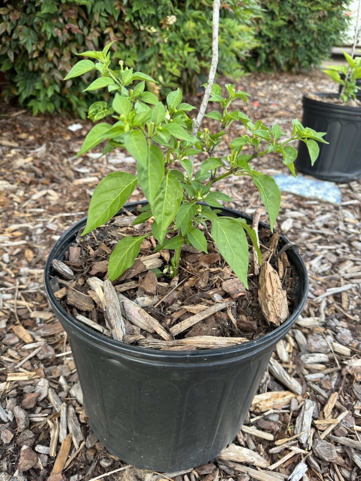 Pepper plant height Pepper plant height