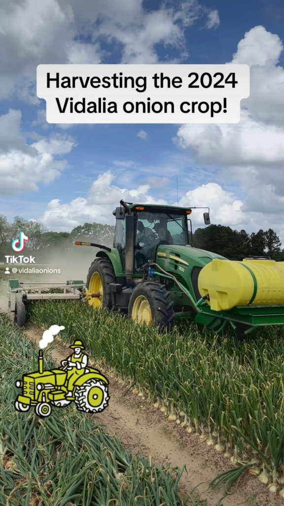 Vid we took harvesting the 2024 crop of Vidalia onions