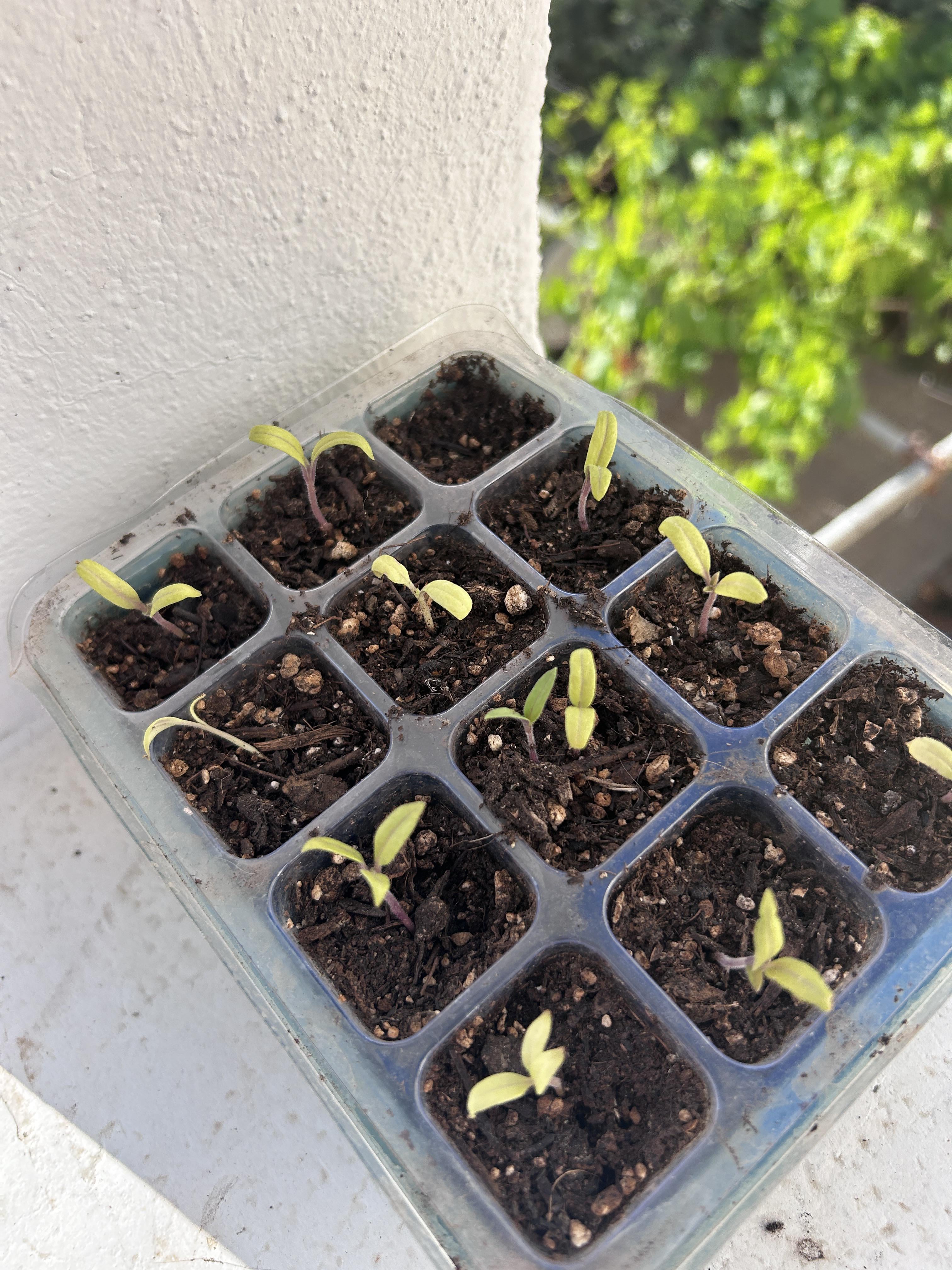 should-i-throw-my-baby-tomato-seedlings-away-dining-and-cooking