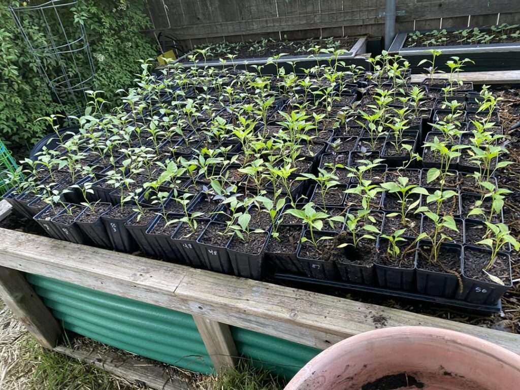 Is this too many peppers?