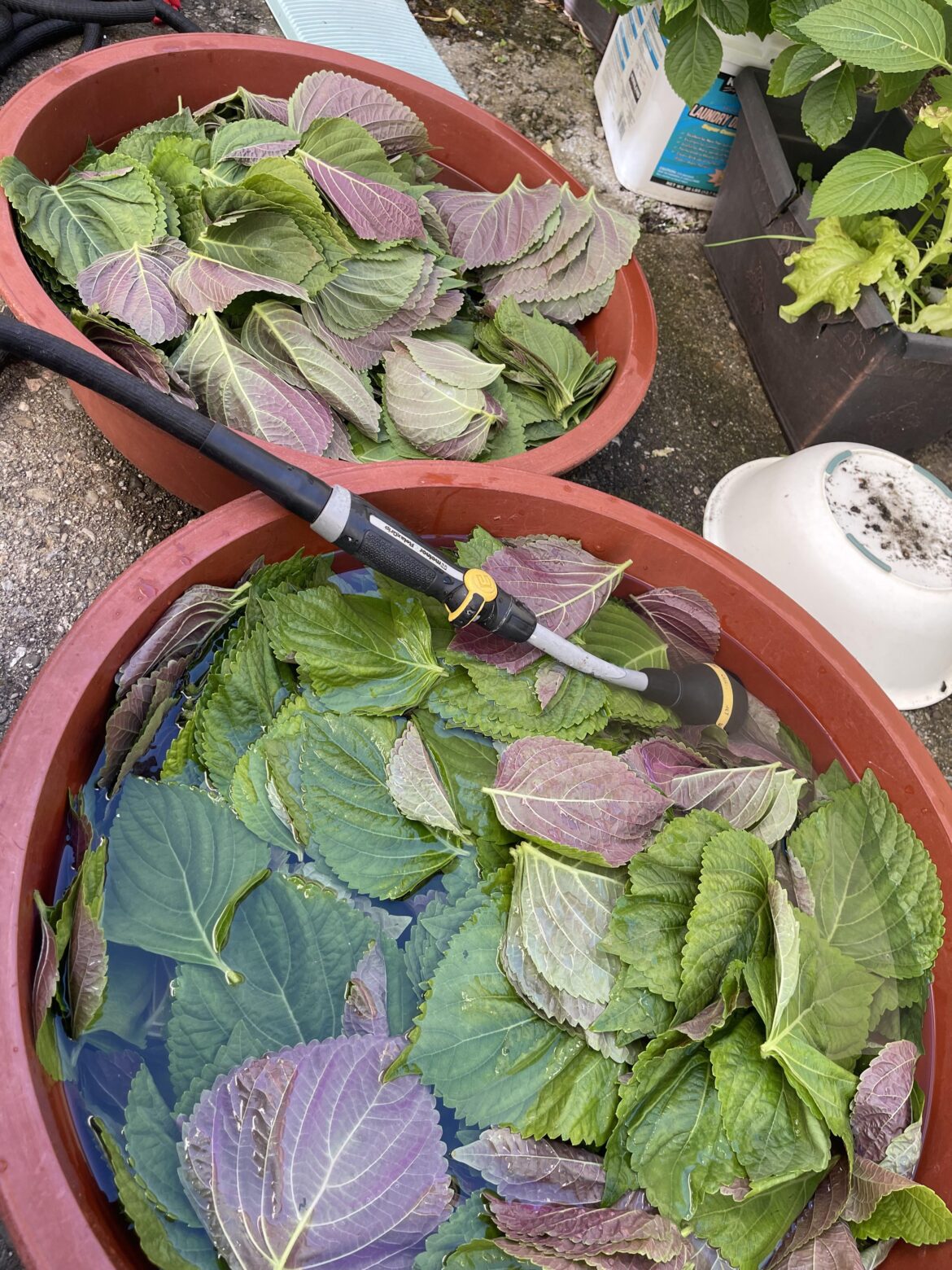 Can someone come over and help me rinse all the perilla leaves? I’ll share. 😥making krn soy sauce pickled perilla leaves.