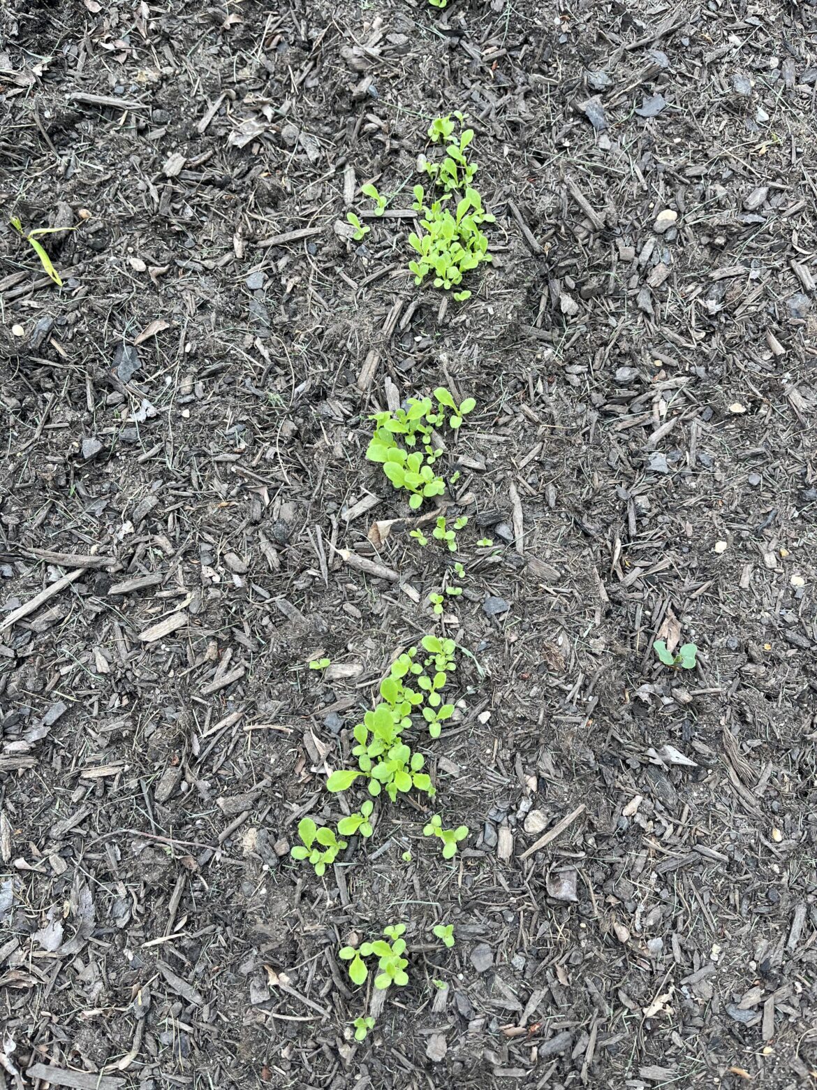 When you let your three year old sow the lettuce seeds