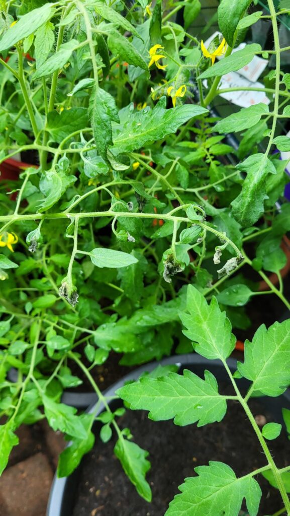 Should I be worried: Tomato leaves browning?