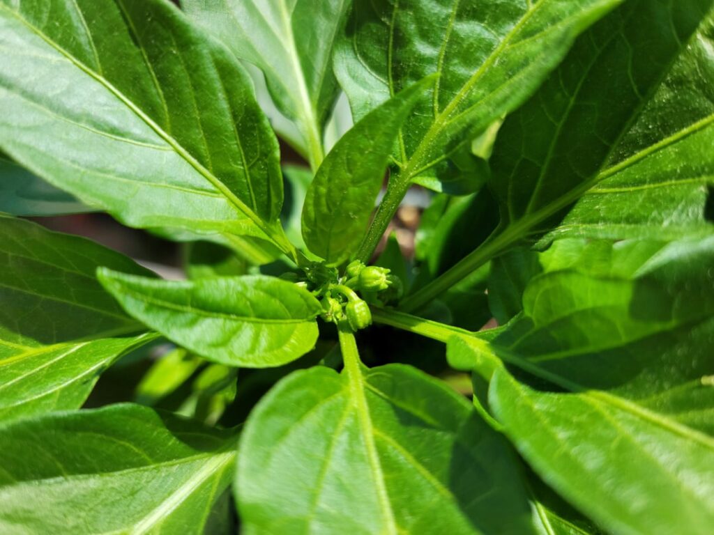 5inch tall 3 months old peppers started to flower 😞 what should I do?