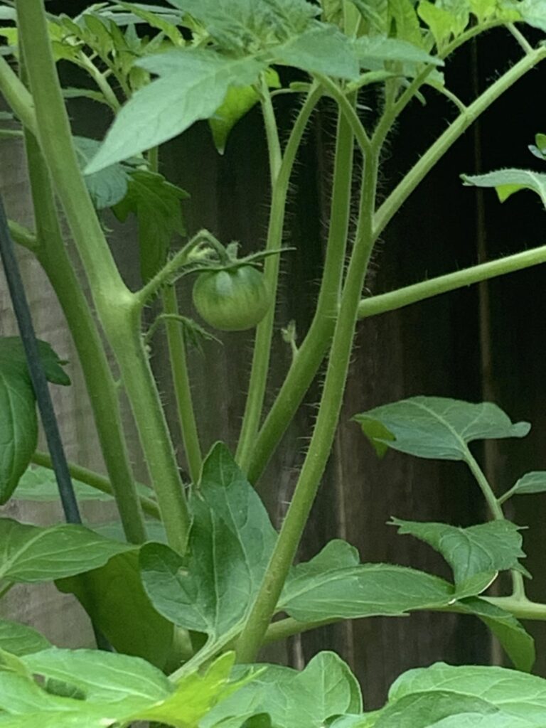 My Super Sweet 100 tomato plant produced its first tomato!