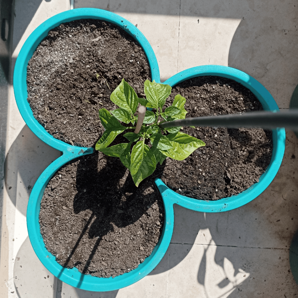 Habanero Experiment Habanero Experiment