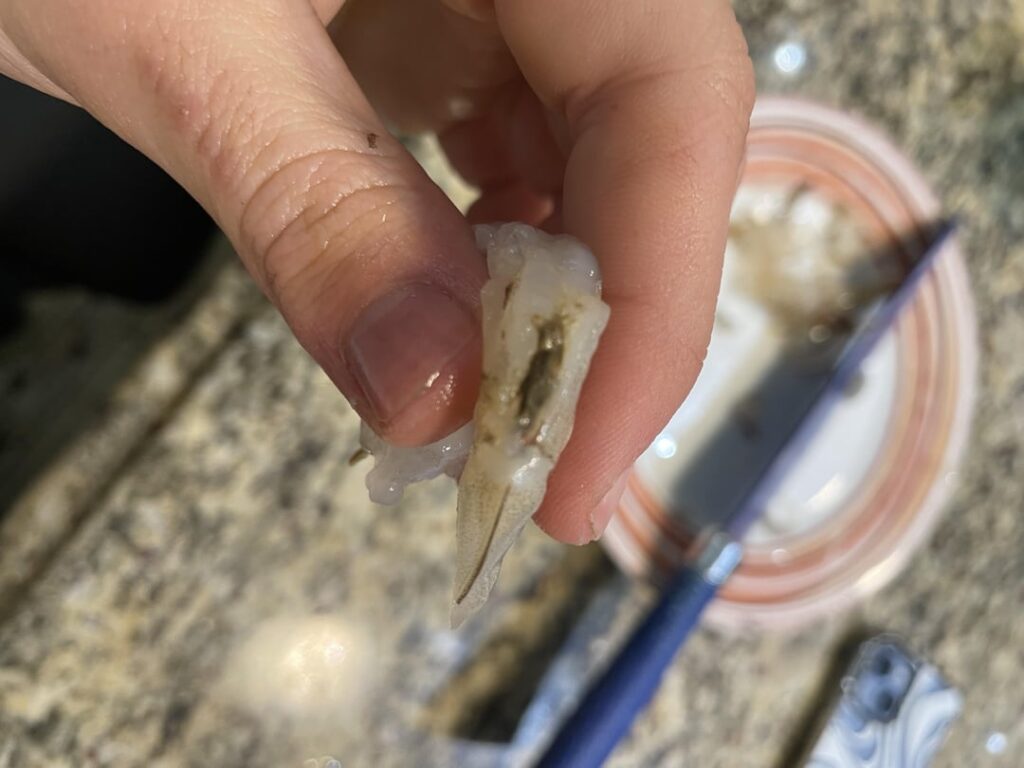 Shrimp poop or vein