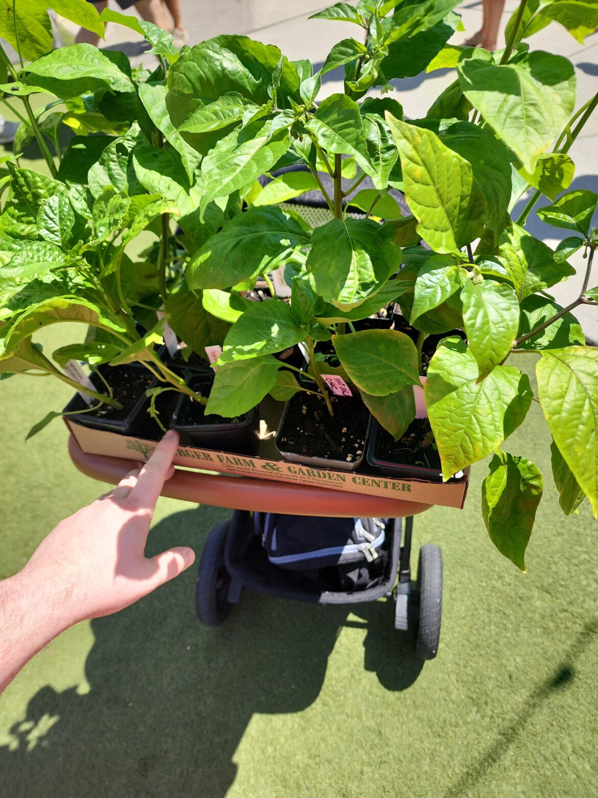 Cincinnati Pepper Club was selling pepper plants for charity at a local brewery. Cincinnati Pepper Club was selling pepper plants for charity at a local brewery.