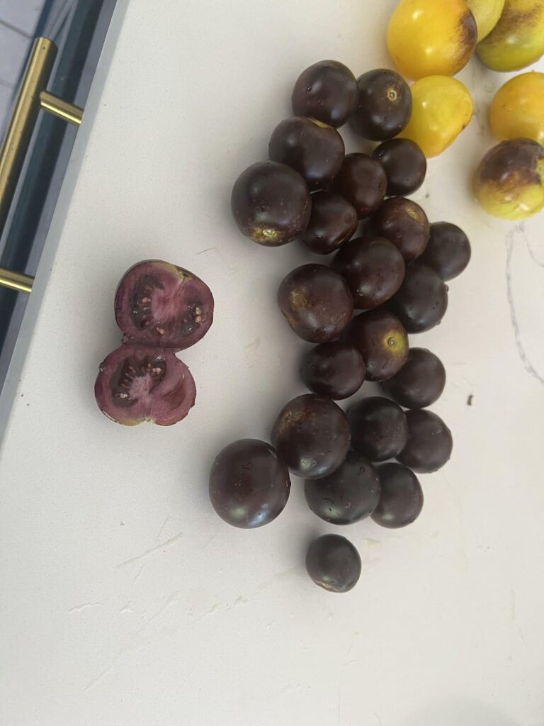 My Norfolk labs Purple GMO tomato plants are finally producing fruit!