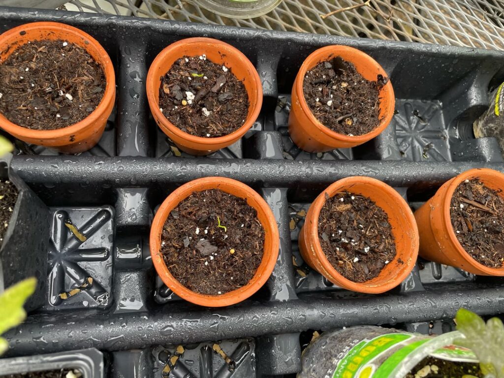 So glad the Chocolate Habanero seeds aren’t duds!