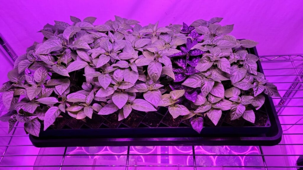 I may have gone overboard I may have gone overboard