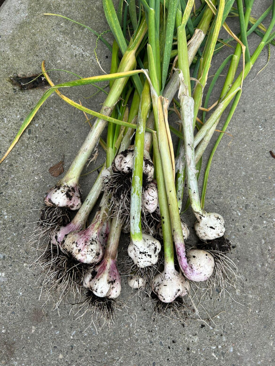 First harvest of the season!