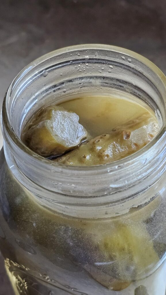 Green “scum/slime” on pickle jar Green "scum/slime" on pickle jar