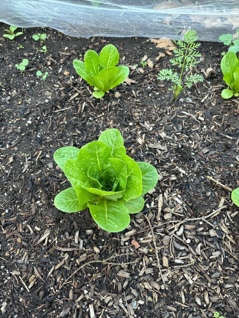 buttercrunch lettuce