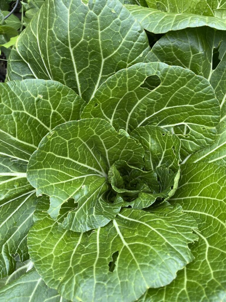 Crispy Chow Mein Bok Choi with the mix