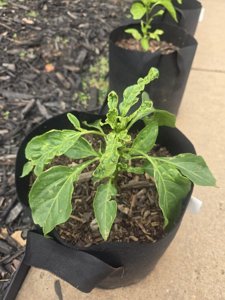 What's wrong with these jalapeño plants