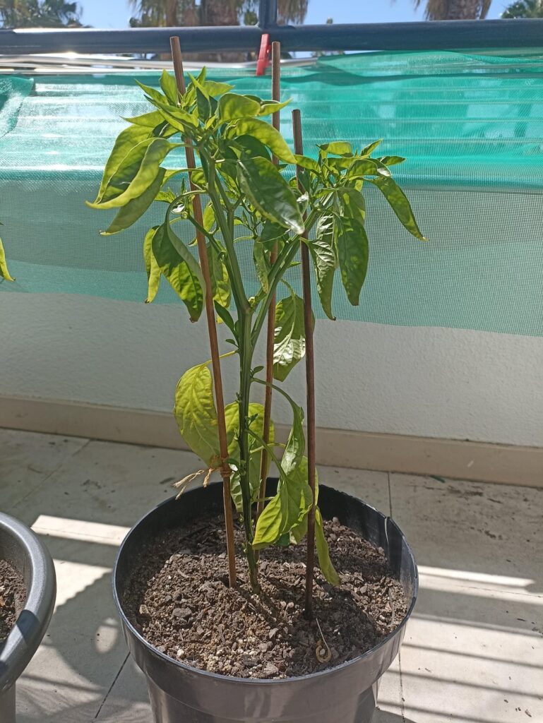 There is something wrong with this peri peri plant but i don't know what