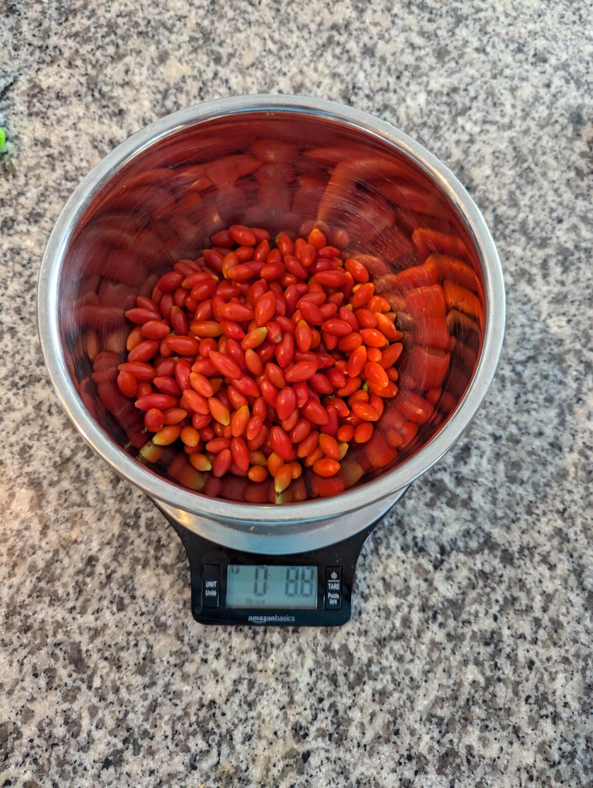 First goji harvest First goji harvest