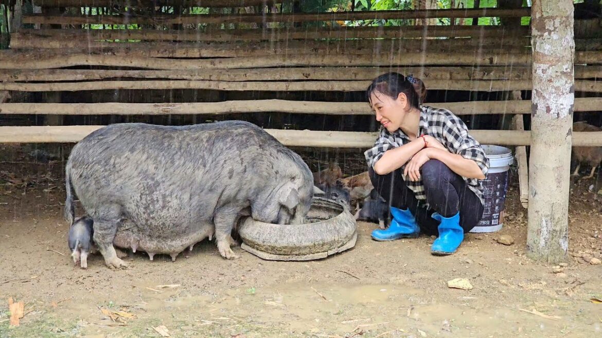 Harvesting the vegetable garden and taking care of newborn piglets | farm construction /Ban Thi Diet Harvesting the vegetable garden and taking care of newborn piglets | farm construction /Ban Thi Diet