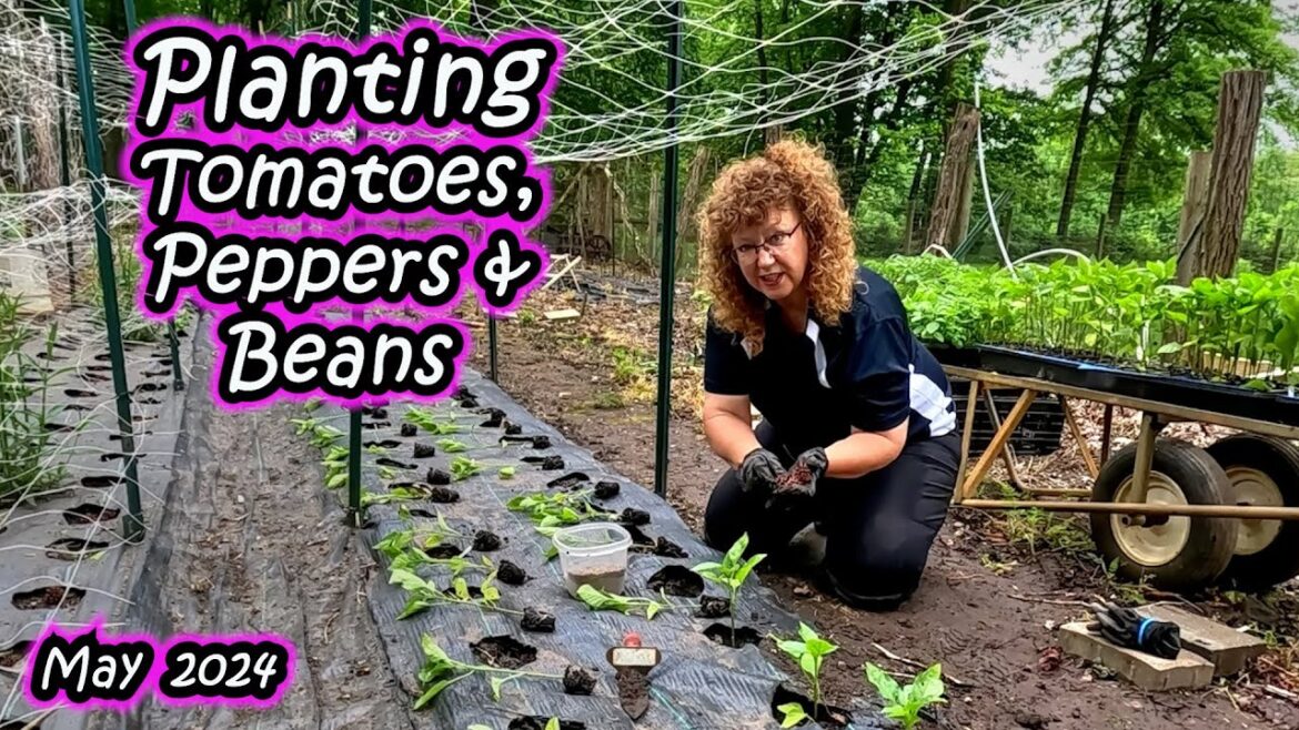 How we Transplant Tomatoes, Peppers and Bush Beans into our Vegetable Garden – Mid May 2024 – Zone 6 How we Transplant Tomatoes, Peppers and Bush Beans into our Vegetable Garden - Mid May 2024 - Zone 6