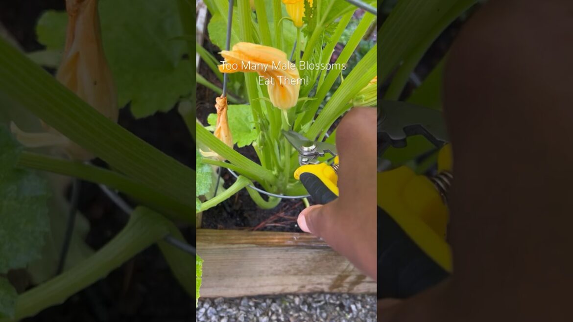 Cooking Squash Blossoms