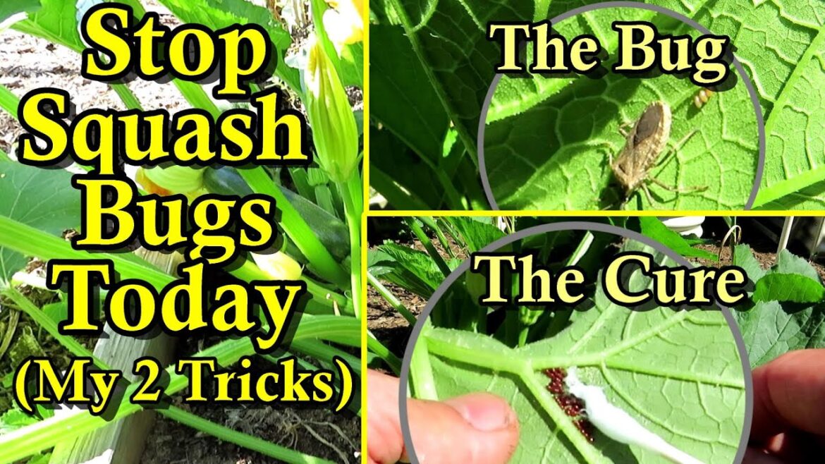 My 2 Tricks to Stop Squash Bugs in Your Vegetable Garden – Easy & Effective My 2 Tricks to Stop Squash Bugs in Your Vegetable Garden - Easy & Effective