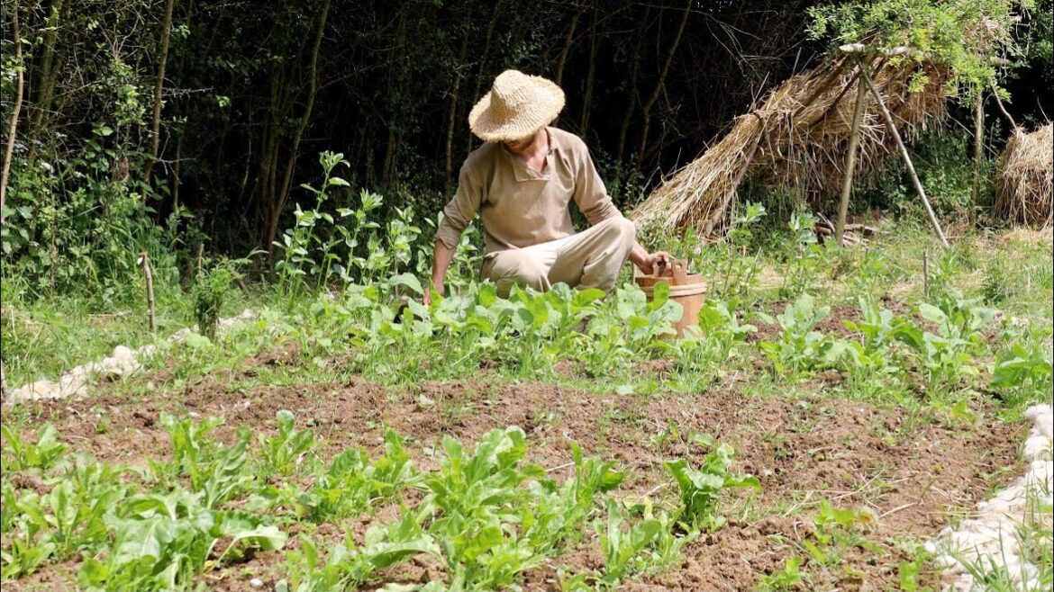 Midsummer on an Anglo-Saxon Farmstead | Medieval Vegetable Garden Update
