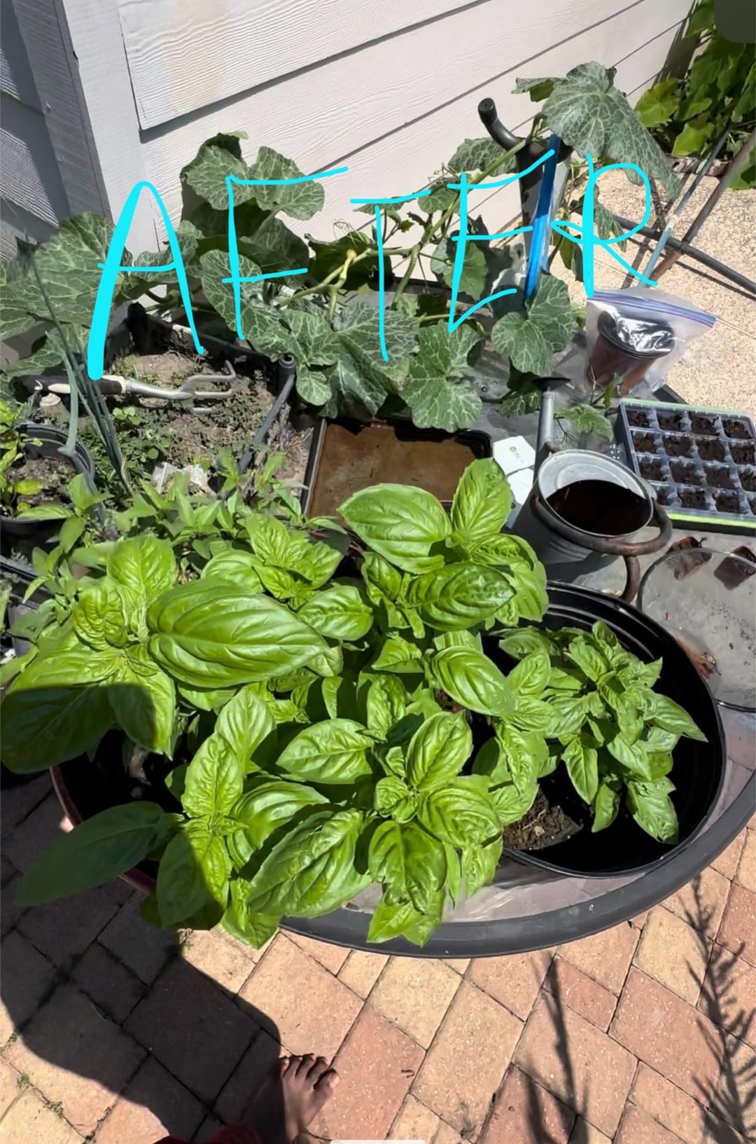 My Basil Plant after a repotting 10 days Dining and Cooking