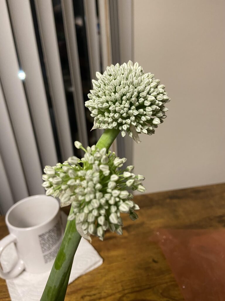 My mom tried to pay me for doing some yard work, I said just let me take the onion flowers in your garden. Totally worth it!