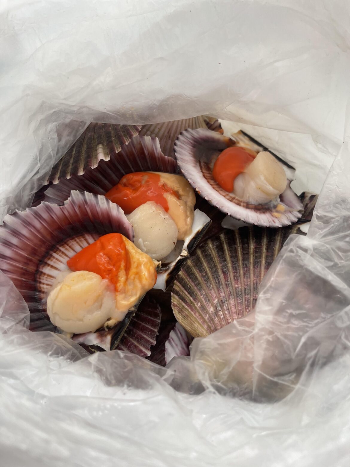 First time scallops First time scallops