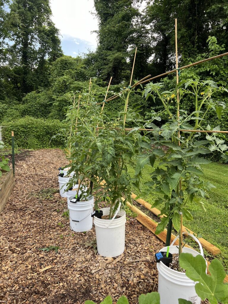 My 5 gallon bucket tomato garden