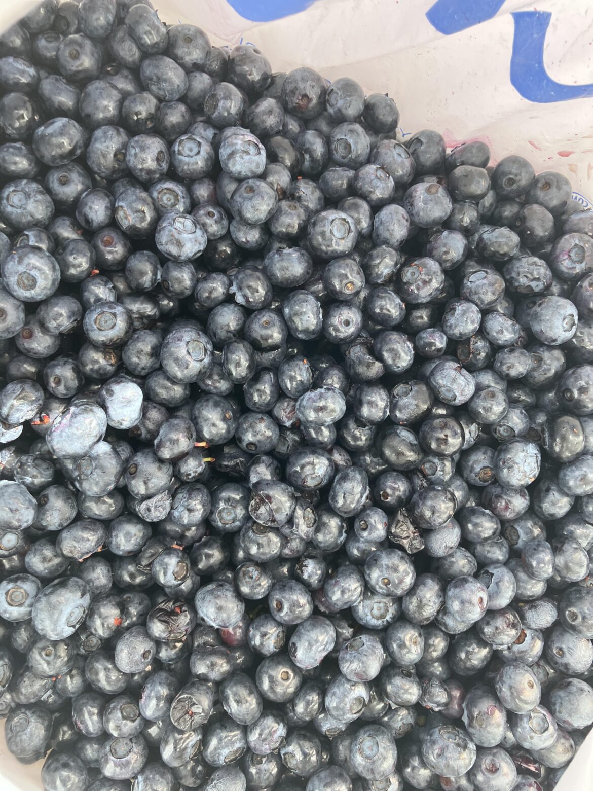 Blueberries everywhere