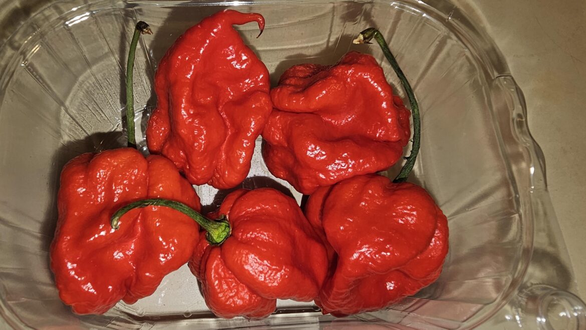 Carolina Reaper ghost chilis at Whole Foods. I think 2024 is gonna be a great year for destroying my sphincter ring