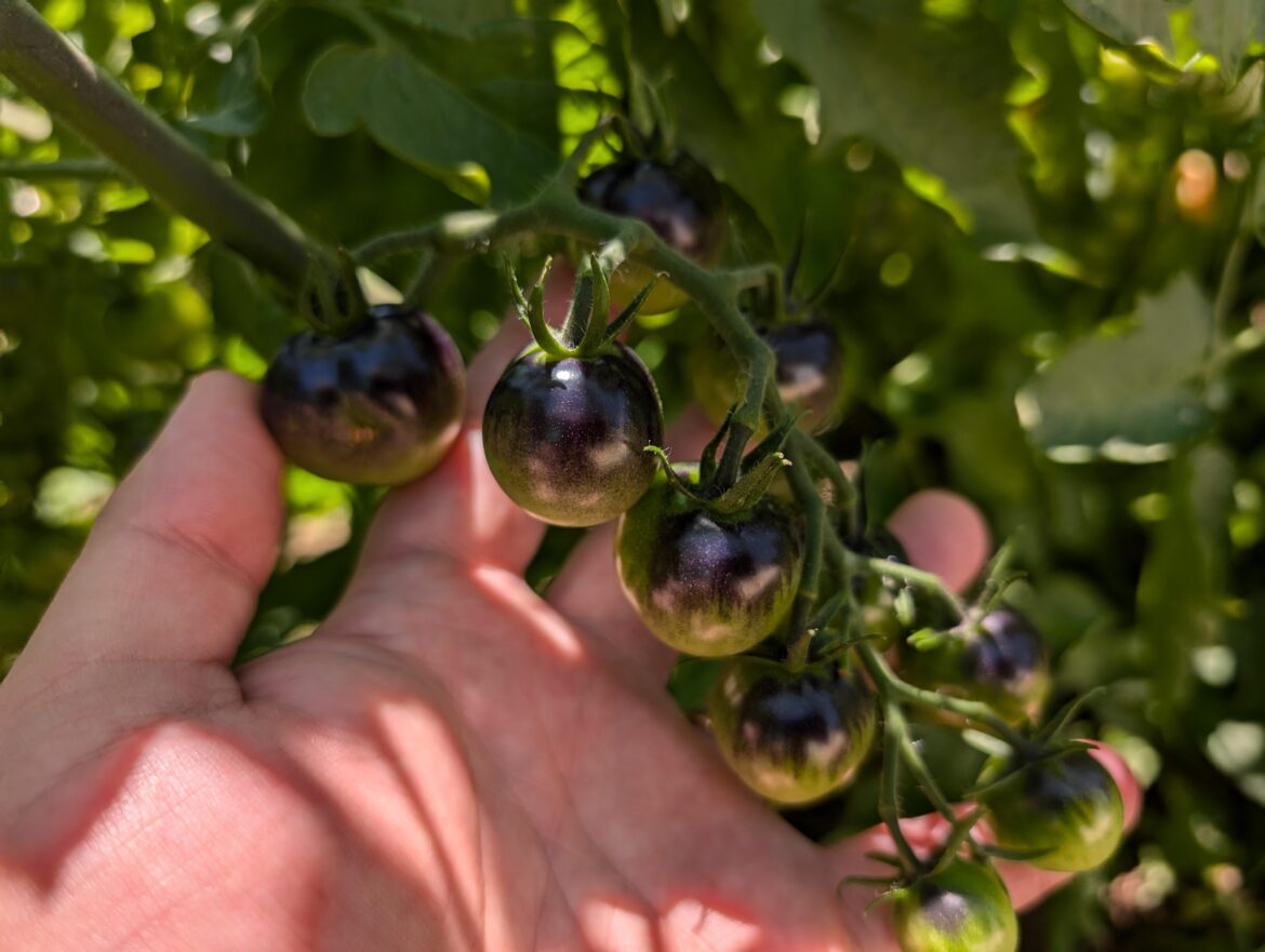 Midnight Snacking Tomato